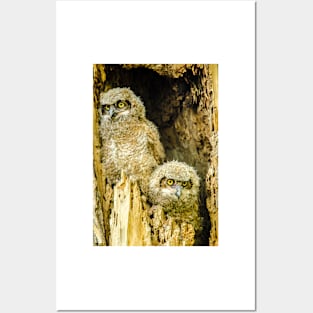 Baby Great Horned Owl Siblings Posters and Art